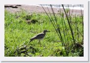 08AkageraAllDayGameDrive - 040 * Water Thick-knee.